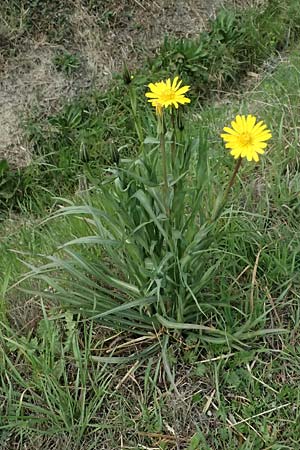 Tragopogon orientalis \ stlicher Wiesen-Bocksbart / Showy Goat's-Beard, F St. Martin-de-Crau 17.3.2024