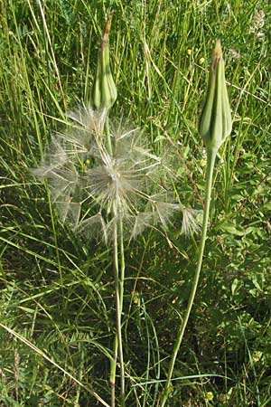 Tragopogon porrifolius subsp. porrifolius \ Lauchblttriger Bocksbart / Common Salsify, F Causse du Larzac 8.6.2006