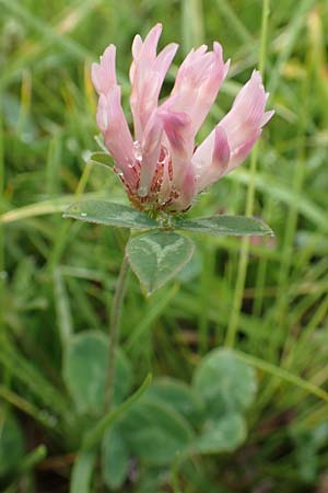 Trifolium repens subsp. prostratum \ Niederliegender Wei-Klee / Western Clover, F Col de la Bonette 8.7.2016