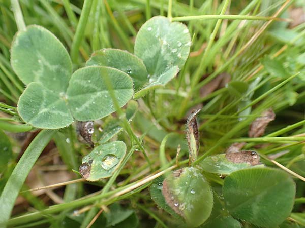 Trifolium repens subsp. prostratum \ Niederliegender Wei-Klee / Western Clover, F Col de la Bonette 8.7.2016