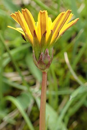 Taraxacum sect. Crocea ? \ Quell-L�wenzahn / Spring Dandelion, F Col de la Bonette 8.7.2016