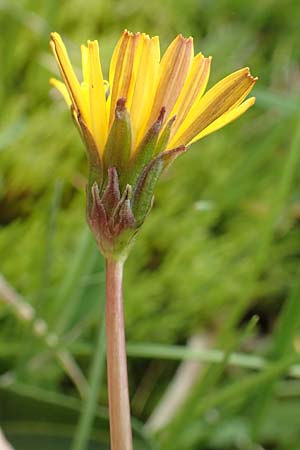 Taraxacum sect. Crocea ? \ Quell-L�wenzahn / Spring Dandelion, F Col de la Bonette 8.7.2016