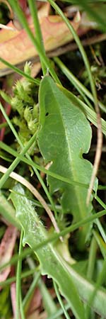 Taraxacum sect. Crocea ? \ Quell-L�wenzahn / Spring Dandelion, F Col de la Bonette 8.7.2016