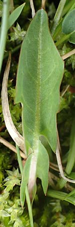 Taraxacum sect. Crocea ? \ Quell-L�wenzahn / Spring Dandelion, F Col de la Bonette 8.7.2016