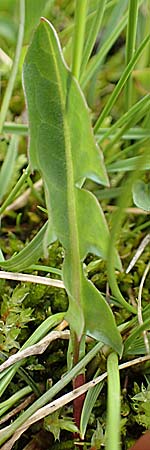 Taraxacum sect. Crocea ? \ Quell-L�wenzahn / Spring Dandelion, F Col de la Bonette 8.7.2016