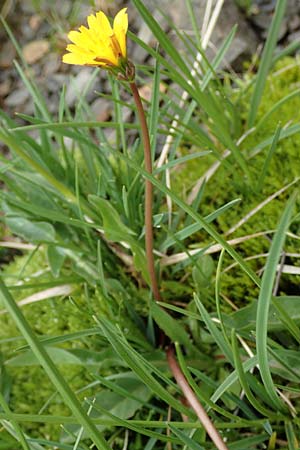 Taraxacum sect. Crocea ? \ Quell-L�wenzahn / Spring Dandelion, F Col de la Bonette 8.7.2016