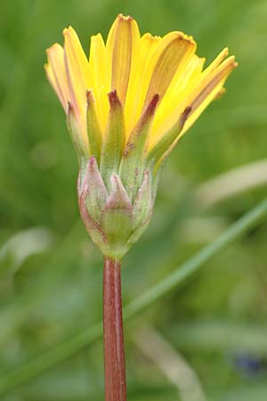 Taraxacum sect. Crocea ? \ Quell-L�wenzahn / Spring Dandelion, F Col de la Bonette 8.7.2016