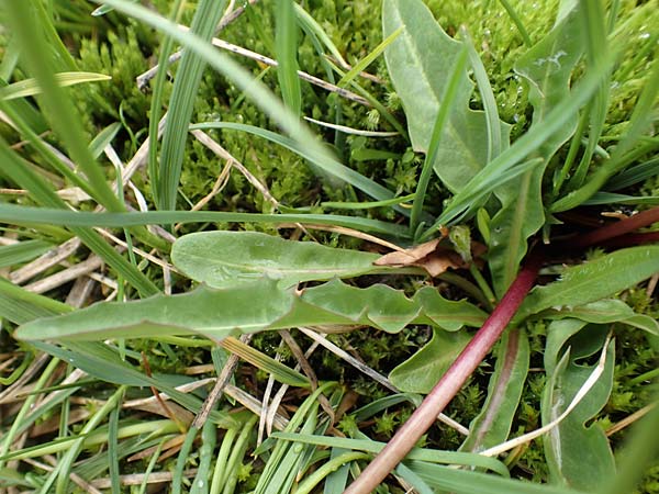 Taraxacum sect. Crocea ? \ Quell-L�wenzahn / Spring Dandelion, F Col de la Bonette 8.7.2016