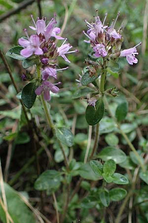Thymus pulegioides subsp. carniolicus \ Krainer Thymian, Krain-Arznei-Quendel / Krain Thyme, F Bitche 15.8.2021