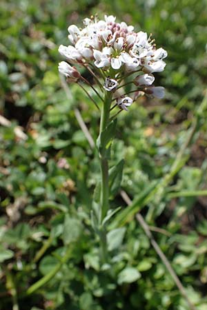 Microthlaspi perfoliatum \ hrchen-Kleintschelkraut, Stngelumfassendes Hellerkraut / Perfoliate Penny-Cress, Claspleaf Penny-Cress, F Jura,  Saint-Laurent-en-Grandvaux 5.5.2023