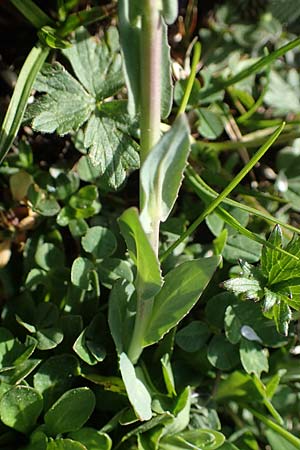 Microthlaspi perfoliatum \ hrchen-Kleintschelkraut, Stngelumfassendes Hellerkraut / Perfoliate Penny-Cress, Claspleaf Penny-Cress, F Jura,  Saint-Laurent-en-Grandvaux 5.5.2023