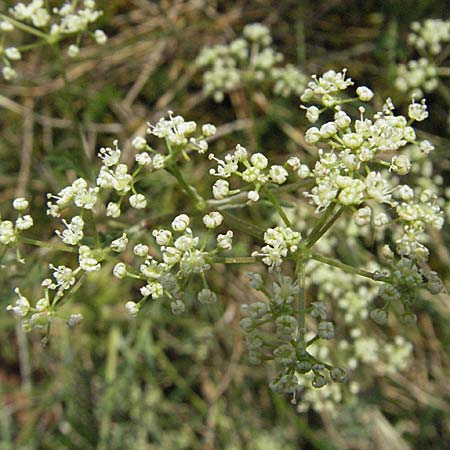 Trinia glauca \ Blaugrner Faserschirm / Honewort, F Elsass/Alsace, Westhalten 28.4.2007