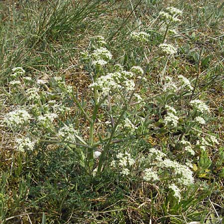 Trinia glauca \ Blaugrner Faserschirm / Honewort, F Elsass/Alsace, Westhalten 28.4.2007
