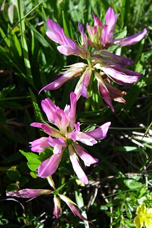 Trifolium alpinum \ Alpen-Klee / Alpine Clover, F Col de Saisies 21.6.2008