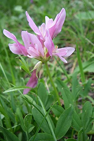 Trifolium alpinum \ Alpen-Klee / Alpine Clover, F Pyrenäen/Pyrenees, Eyne 25.6.2008