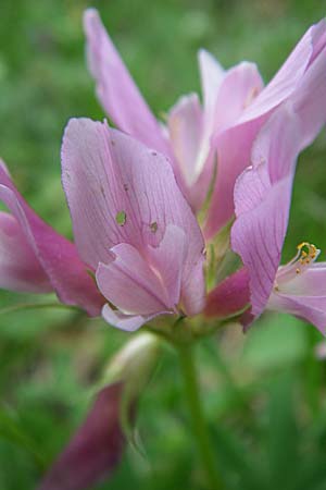 Trifolium alpinum \ Alpen-Klee / Alpine Clover, F Pyrenäen/Pyrenees, Eyne 25.6.2008