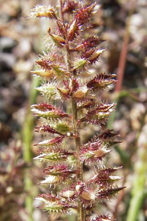 Tragus racemosus \ Traubiges Klettengras / Spike Burr Grass, F Lauterbourg 8.9.2012