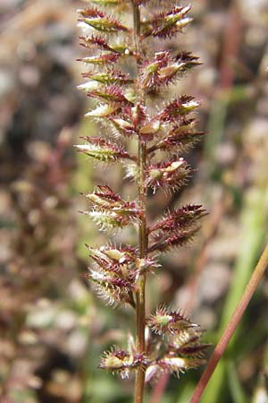 Tragus racemosus \ Traubiges Klettengras / Spike Burr Grass, F Lauterbourg 8.9.2012