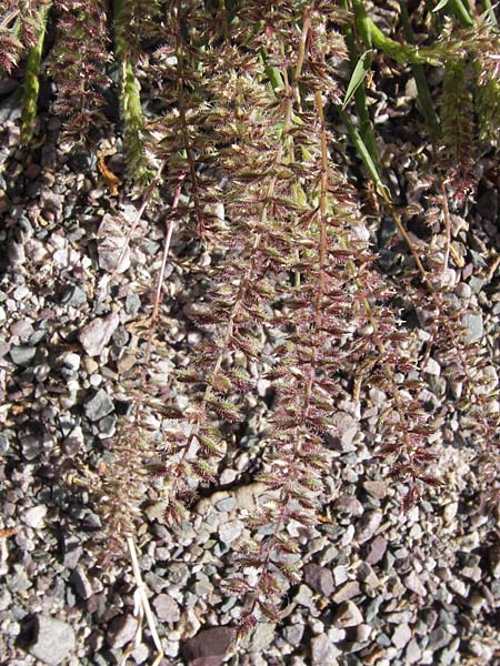 Tragus racemosus \ Traubiges Klettengras / Spike Burr Grass, F Lauterbourg 8.9.2012