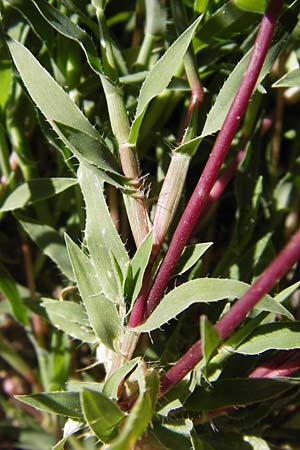 Tragus racemosus \ Traubiges Klettengras / Spike Burr Grass, F Lauterbourg 8.9.2012