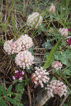 Trifolium pratense subsp. nivale \ Schnee-Klee / Snow Clover, F Col de la Bonette 8.7.2016
