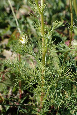 Tripleurospermum inodorum \ Geruchlose Kamille / Scentless Mayweed, F Les Deux Alpes 9.10.2021