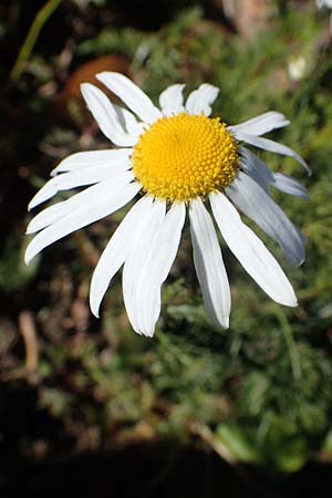 Tripleurospermum inodorum \ Geruchlose Kamille / Scentless Mayweed, F Les Deux Alpes 9.10.2021