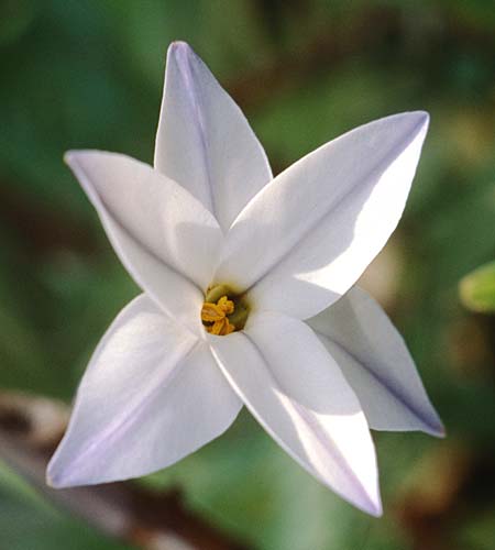 Tristagma uniflorum \ Einbl&uuml;tiger Fr�hlingsstern / Spring Star Flower, F Giens 8.3.1998