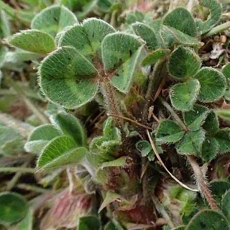 Trifolium subterraneum \ Bodenbrtiger Klee / Subterranean Clover, F St. Martin-de-Crau 17.3.2024