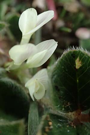 Trifolium subterraneum \ Bodenbrtiger Klee / Subterranean Clover, F St. Martin-de-Crau 17.3.2024
