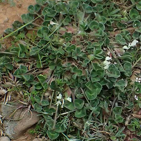 Trifolium subterraneum \ Bodenbrtiger Klee / Subterranean Clover, F St. Martin-de-Crau 17.3.2024