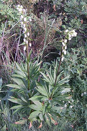 Lilium martagon \ Trkenbund-Lilie / Turkscap Lily, F Pyrenäen/Pyrenees, Eyne 25.6.2008