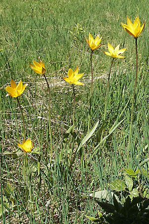 Tulipa sylvestris subsp. australis \ S&uuml;dliche Wild-Tulpe / Wild Tulip, F Mont Aigoual 29.5.2009