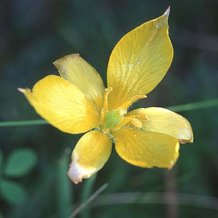 Tulipa sylvestris subsp. australis \ S&uuml;dliche Wild-Tulpe / Wild Tulip, F Puget-sur-Argens 14.5.1999