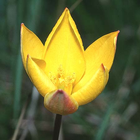 Tulipa sylvestris subsp. australis \ S&uuml;dliche Wild-Tulpe / Wild Tulip, F Le Cannet-des-Maures 15.4.2001