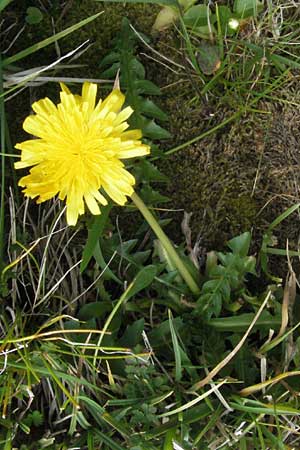 Taraxacum sect. Erythrosperma ? \ Schwielen-Lwenzahn, Heide-Lwenzahn / Lesser Dandelion, F Pyrenäen/Pyrenees, Eyne 9.8.2006