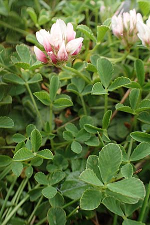 Trifolium thalii \ Rasiger Klee, Alm-Klee / Thal's Clover, F Col de la Bonette 8.7.2016