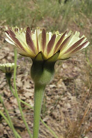 Urospermum dalechampii \ Weichhaariges Schwefelkpfchen, F Causse du Larzac 8.6.2006