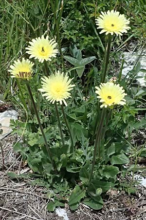 Urospermum dalechampii \ Weichhaariges Schwefelk�pfchen / Sheep's Beard, F Sospel 18.5.2026