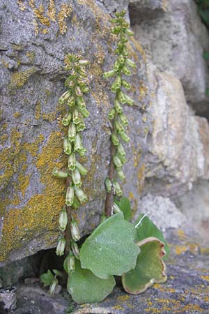 Umbilicus rupestris \ Hngendes Nabelkraut / Navelwort, F Saint Veran (Dourbie) 30.5.2009