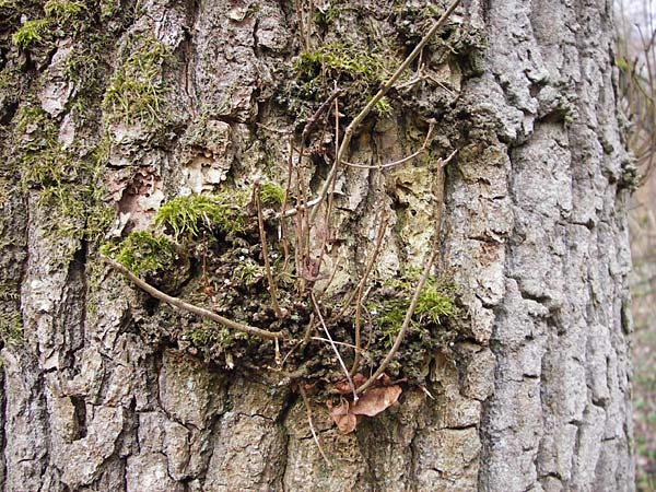 Ulmus minor \ Feld-Ulme / Small-Leaved Elm, F Seltz 10.3.2013