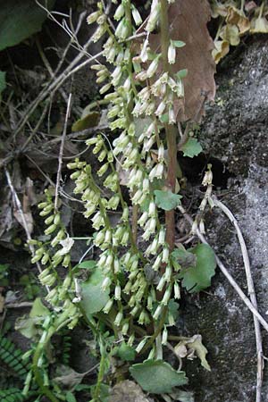Umbilicus rupestris \ Hngendes Nabelkraut / Navelwort, F Valleraugue 8.6.2006