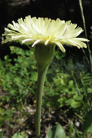 Urospermum dalechampii \ Weichhaariges Schwefelkpfchen, F Le Muy 12.5.2007