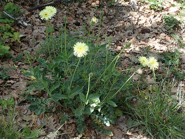 Urospermum dalechampii \ Weichhaariges Schwefelkpfchen, F Draguignan 2.5.2023