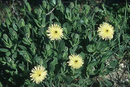 Urospermum dalechampii \ Weichhaariges Schwefelkpfchen, F Chaine du l'Estaque 30.4.2005