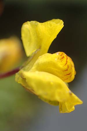 Utricularia neglecta \ Verkannter Wasserschlauch / Bladderwort, F Sturzelbronn 27.7.2017