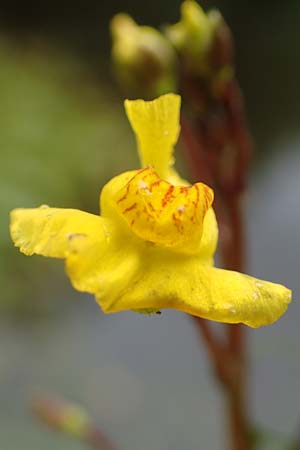 Utricularia neglecta \ Verkannter Wasserschlauch / Bladderwort, F Sturzelbronn 27.7.2017