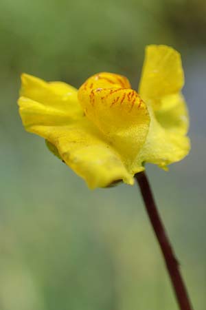 Utricularia neglecta \ Verkannter Wasserschlauch / Bladderwort, F Sturzelbronn 27.7.2017