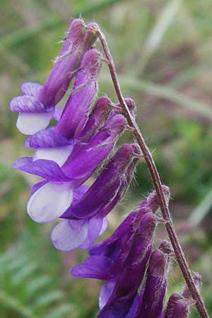 Vicia villosa \ Zottel-Wicke, Zottige Wicke / Hairy Vetch, F Mauguio 13.5.2007