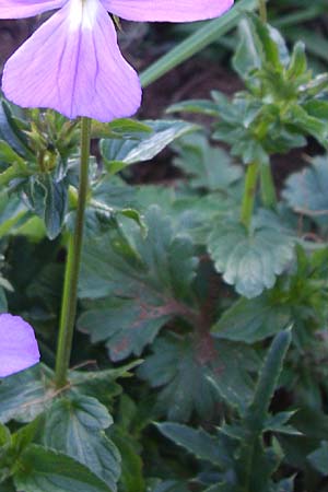 Viola cornuta \ Pyren�en-Stiefm�tterchen, Horn-Veilchen / Horned Pansy, F Pyren&auml;en/Pyrenees, Val de Galbe 27.6.2008